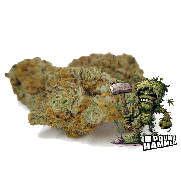 9 Pound Hammer Cannabis Bud available at BudShop