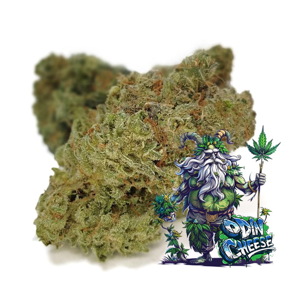 Odin Cheese Cannabis Bud available at BudShop