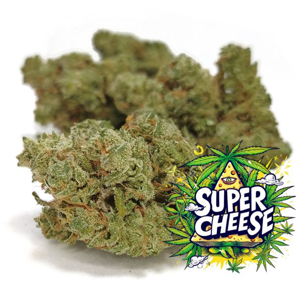 Super Cheese Cannabis Bud available at BudShop